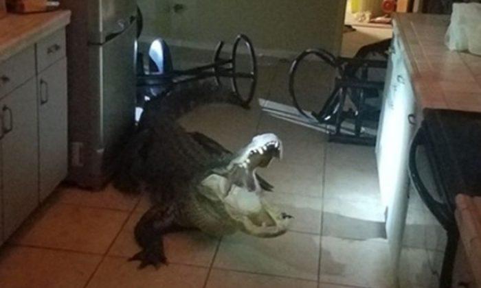 11-foot Alligator Breaks Into Florida Home, Thrashes Around