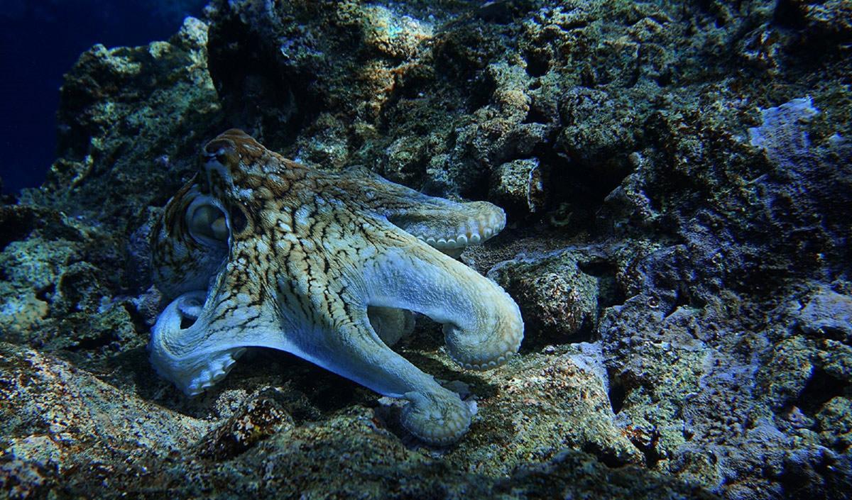 ©Public Domain Pictures.Net | <a href="https://www.publicdomainpictures.net/en/view-image.php?image=249314&picture=octopus">Jean Beaufort</a>