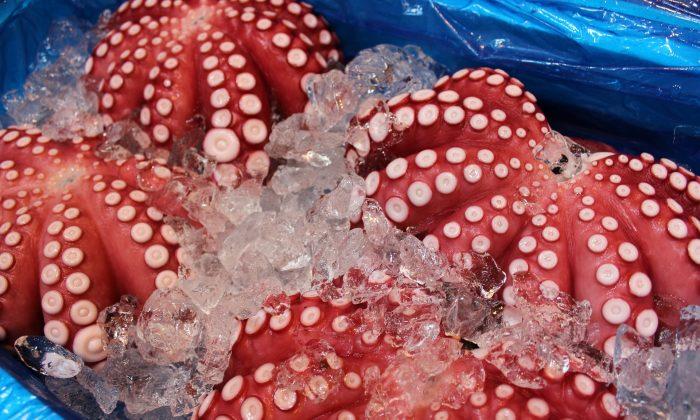 Octopus Attempts to Escape Jar, With Unusual Results