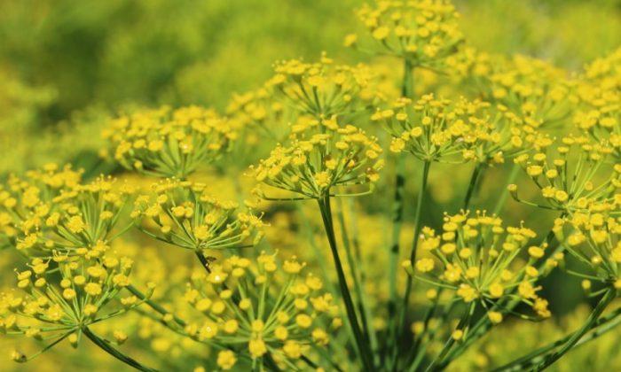 Secret Ingredient: Fennel Pollen, Culinary Fairy Dust From a Flower