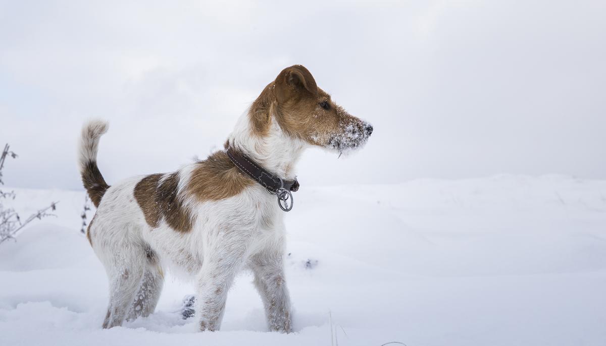 Abandoned Dog Waits in Freezing Park for 5 Days Hoping Her Family Will Return Soon