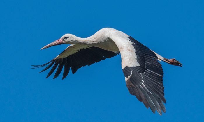 Stork Flies 8,000 Miles Every Year to Reunite With His Wounded Soul Mate