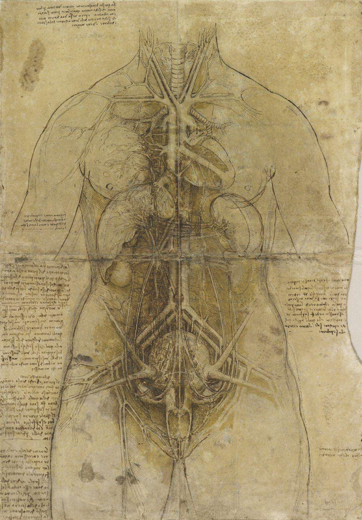"The cardiovascular system and principal organs of a woman," circa 1509-10, by Leonardo da Vinci. (Royal Collection Trust /Her Majesty Queen Elizabeth II 2019)