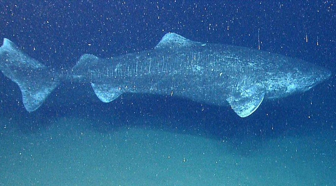 Disturbing Video: Fishermen Cut Off Shark’s Tail, Release It Back Into Ocean