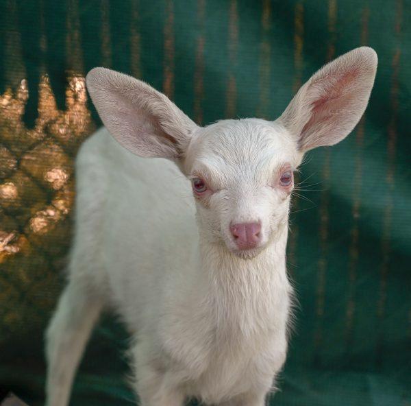 An albino fawn, who was rescued by a trucker, is cared for at the Kindred Spirits Fawn Rescue in Loomis, California, on May 30, 2019. (Lezlie Sterling/The Sacramento Bee via AP)
