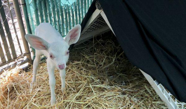 An albino fawn, who was rescued by a trucker, is cared for at the Kindred Spirits Fawn Rescue in Loomis, California, on May 30, 2019. (Lezlie Sterling/The Sacramento Bee via AP)
