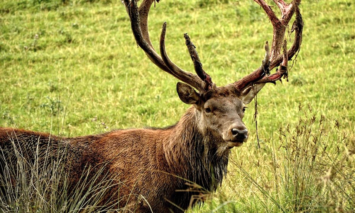 Rarest of the Rare ‘Pitch Black’ Deer Spotted in Northern Michigan