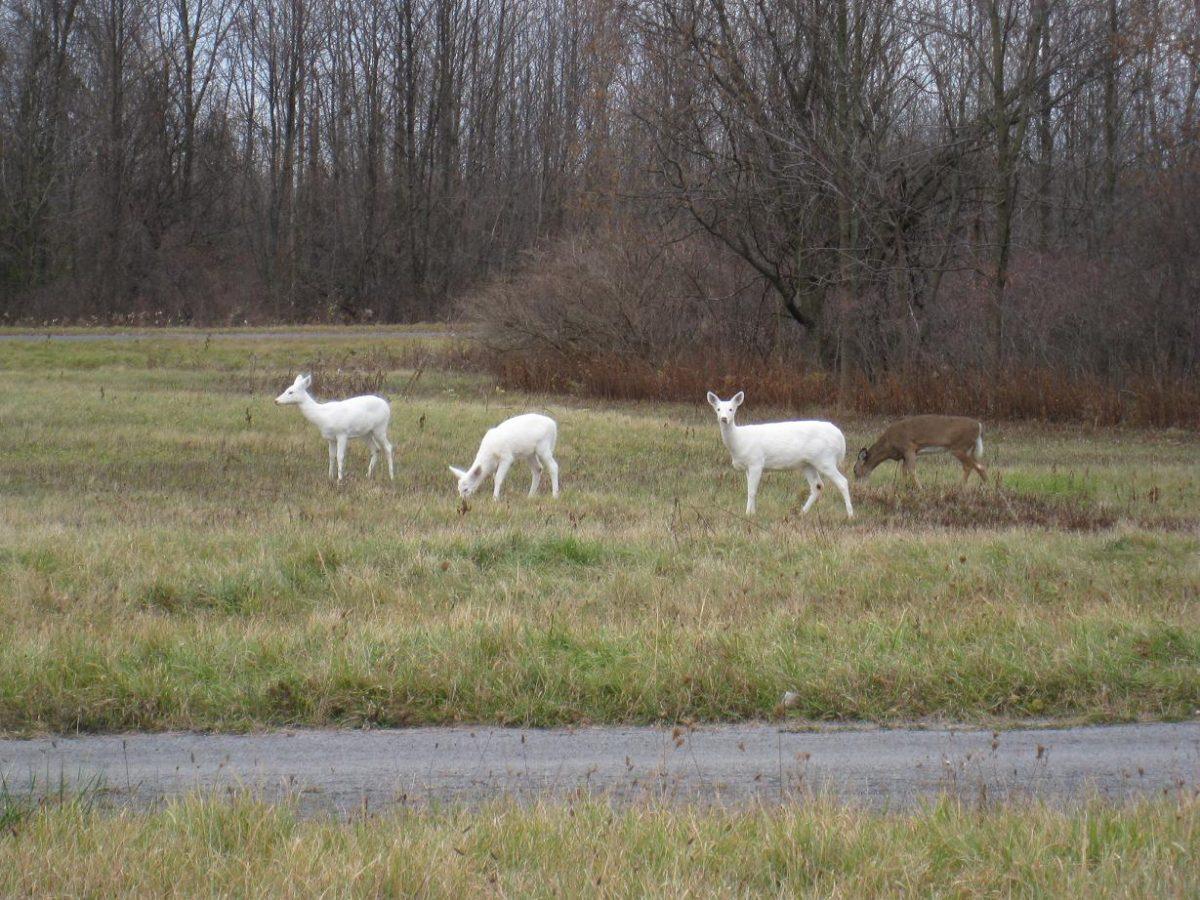 Albino Deers. (Public Domain/Wikimedia Commons)