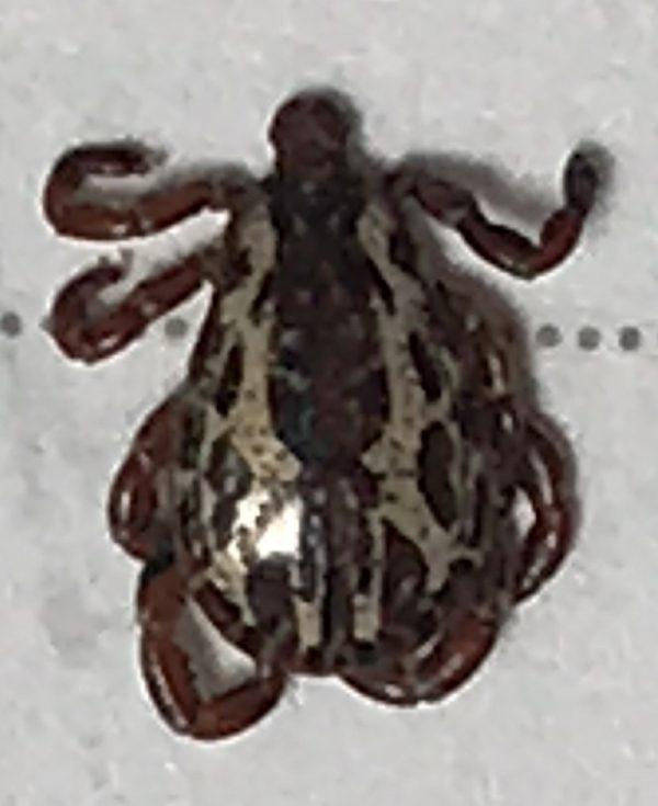 A photo shows the American dog tick or wood tick (Creative Commons Attribution-Share Alike 4.0 International license.)