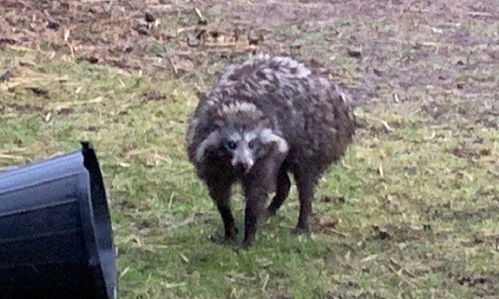 Raccoon Dogs Recaptured After Terrorizing English Village