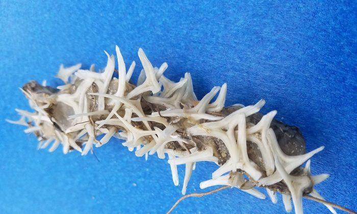 Experts Baffled After Unusual ‘Bony’ Worm-Like Object Found on North Carolina Beach