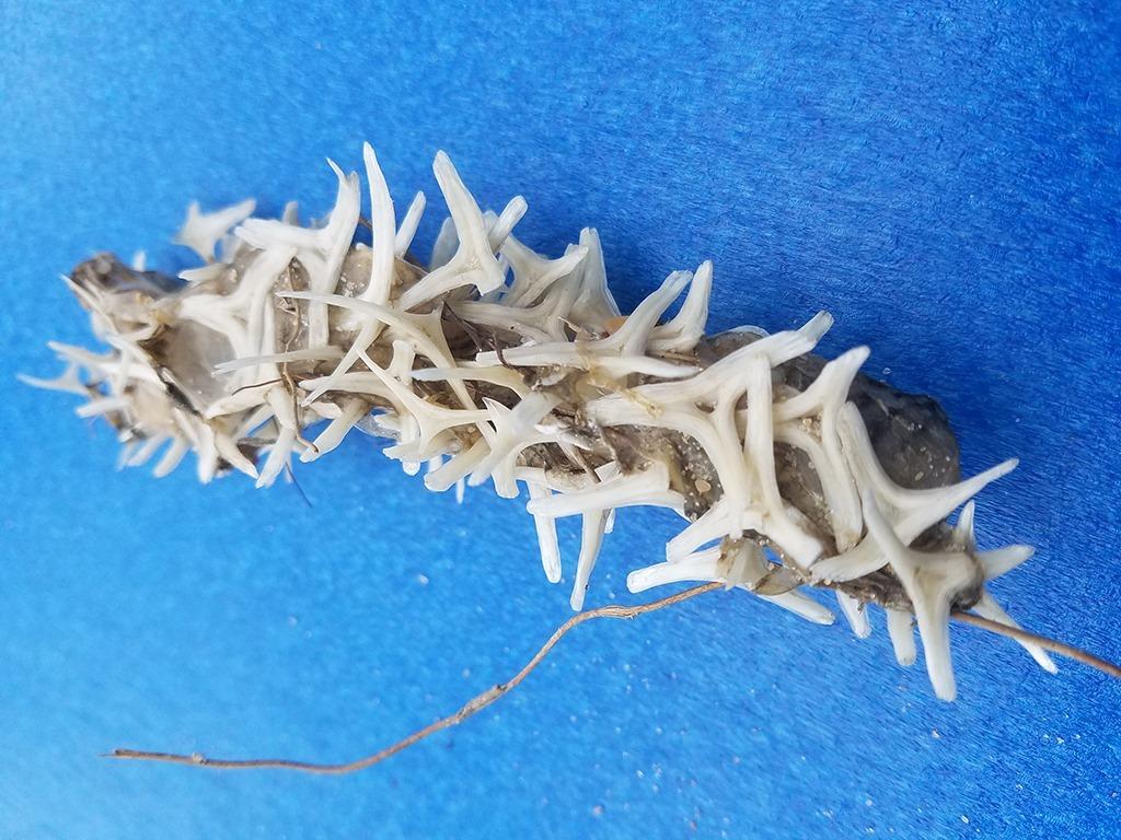 Experts Baffled After Unusual ‘Bony’ Worm-Like Object Found on North Carolina Beach