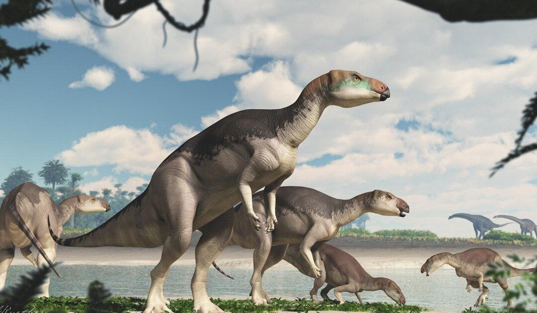 Dinosaur Herd Discovered in Australian Outback for First Time in History