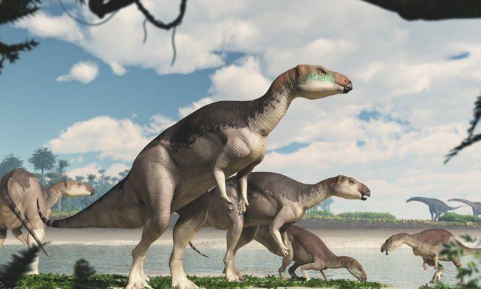 Dinosaur Herd Discovered in Australian Outback for First Time in History