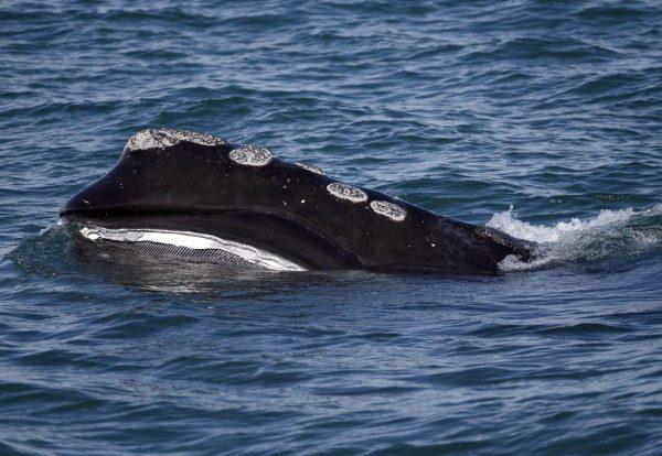 The head of a wildlife protection group is calling news of a dead right whale in the Gulf of St. Lawrence devastating. (Michael Dwyer/The Canadian Press, AP)