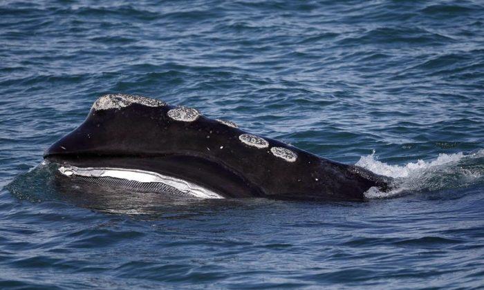 Dead Right Whale Found in Gulf of St. Lawrence