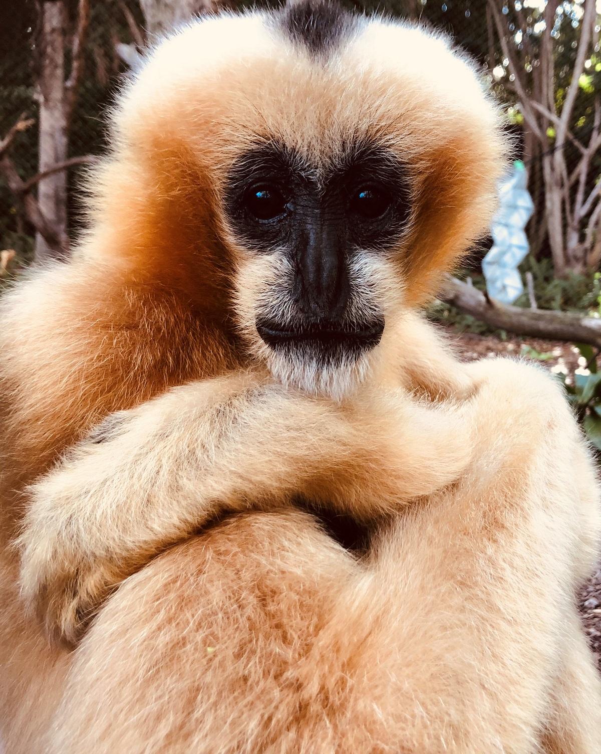 Jermei, mother of the newborn white-cheeked gibbon that was introduced to the public on June 5, 2019. (Perth Zoo)