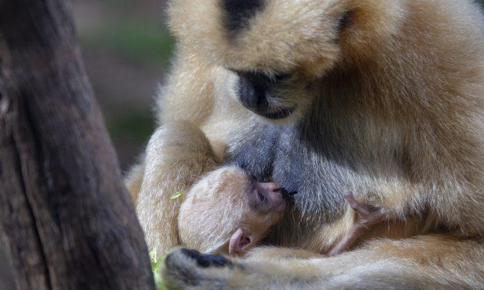 Extremely Rare Gibbon Born at Perth Zoo in Australia