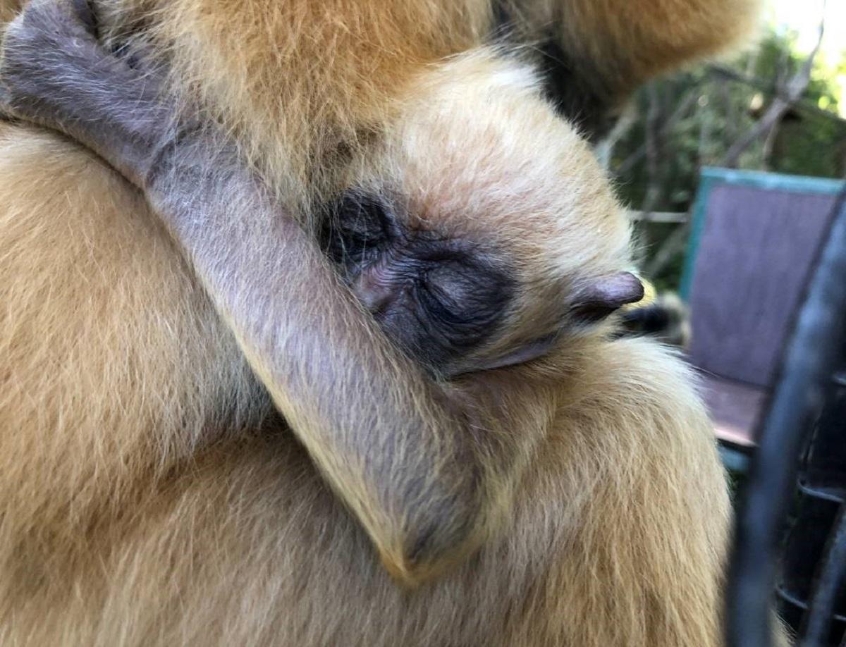 A newborn white-cheeked gibbon, one of the world's rarest apes, has made its public debut at Perth Zoo before keepers have had the chance to determine its gender, on June 5, 2019. (Perth Zoo)