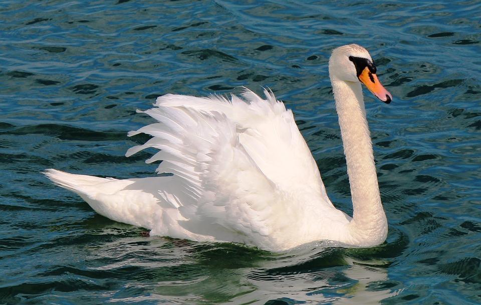 Stock image of mute swan, a species of swan. (Markus53/Pixabay)