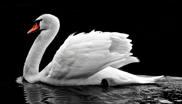 Stock image of a swan. (Pixel2013/Pixabay)