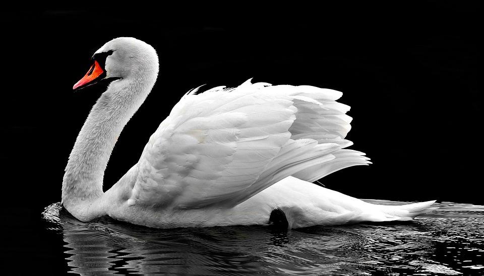 Stock image of a Swan. (Pixel2013/Pixabay)