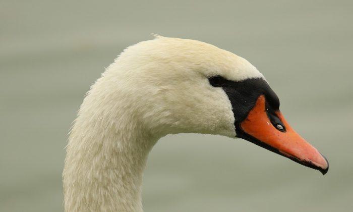 Woman Straddles and Strangles Swan to Death in Public Park