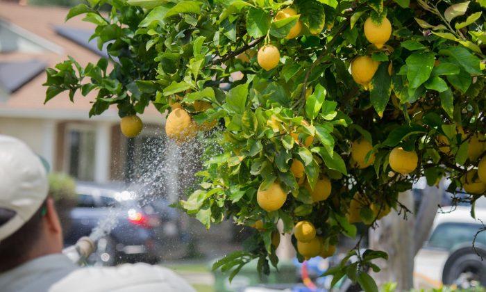 California Bans Pesticide After Citing Negative Health Effects