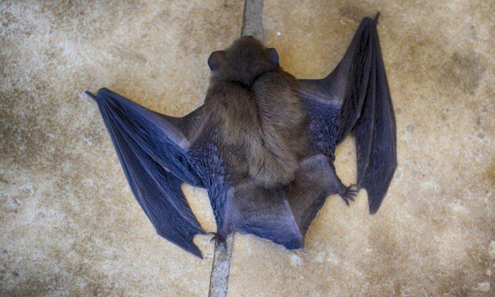 Bat Flies Into New York Subway Train: ‘Oh My God, What’s Going to Happen Now?’