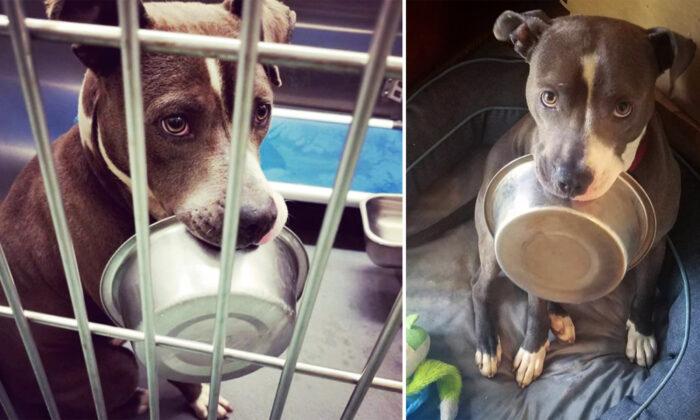 Shelter Dog Madly in Love With His Food Bowl Refuses to Be Adopted Without It