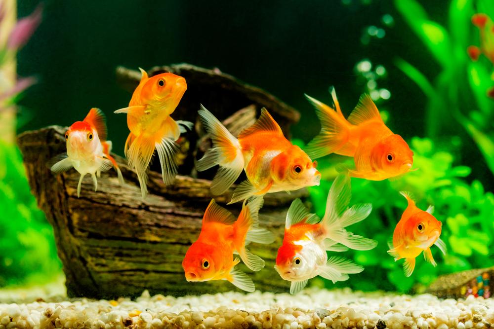 Illustration - Shutterstock | <a href="https://www.shutterstock.com/image-photo/goldfish-aquarium-green-plants-310009718?src=Br0fvqxj05da1HkBkAdknA-1-18">satit_srihin</a>