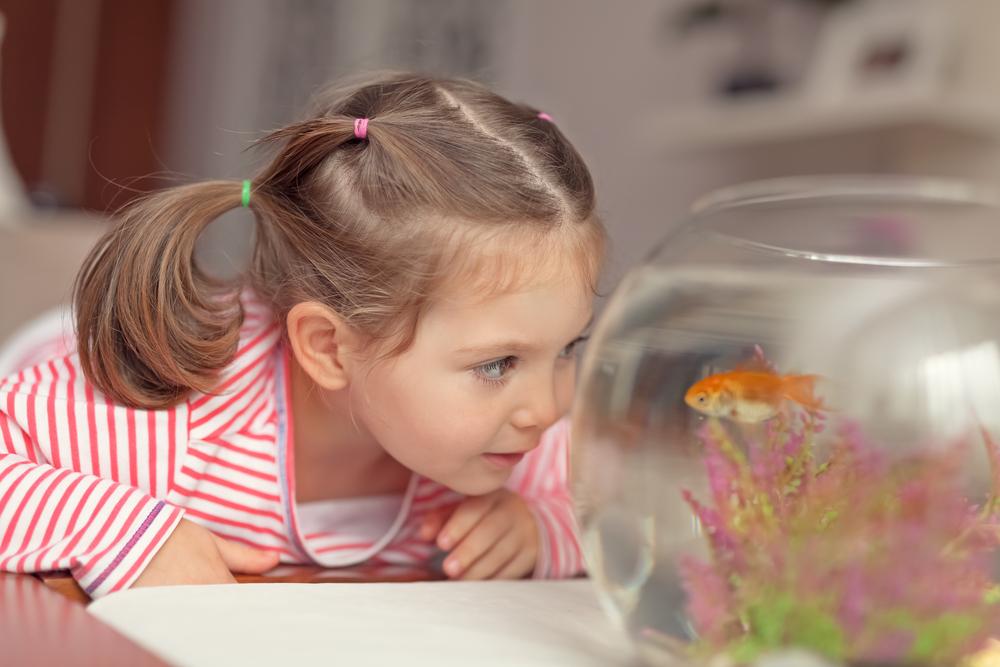 Illustration - Shutterstock | <a href="https://www.shutterstock.com/image-photo/beautiful-cute-little-girl-goldfish-369668432?src=Br0fvqxj05da1HkBkAdknA-2-46">Morrowind</a>