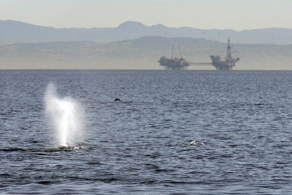 A fin whale surfaces near offshore oil rigs off the Southern California coast near Long Beach, Calif., on Jan. 29, 2012. (David McNew/Getty Images)