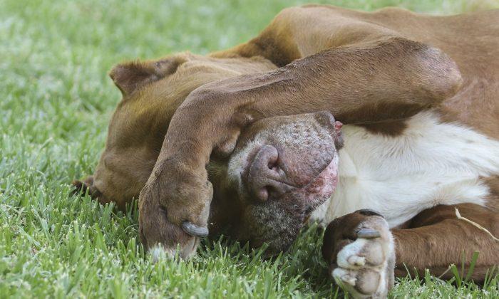 Stray Dog That Got Stabbed 5 Times While Saving Woman From Knife Attack Is Adopted
