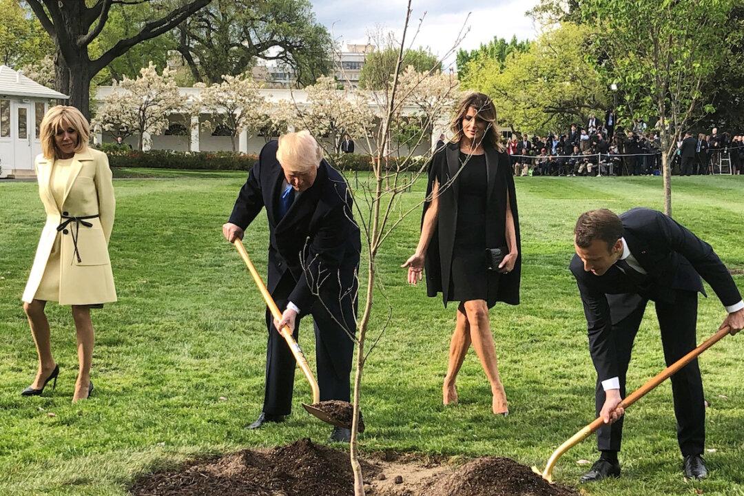 Macron to Send New Tree to Trump After Oak Gift Died