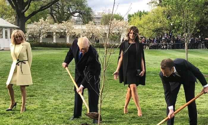 Macron to Send New Tree to Trump After Oak Gift Died