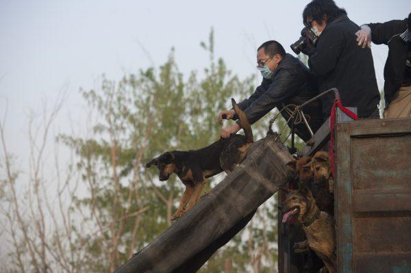 Chinese animal lovers release the rescued dogs at the China Animal Protection Association. (STR/AFP/Getty Images)