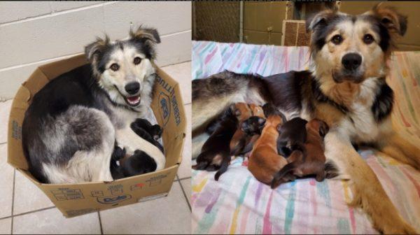 A border collie / husky mix named Casey, along with her nine puppies, was found in a sealed box at a landfill in British Columbia, Canada, on June 5, 2019. (BC SPCA)