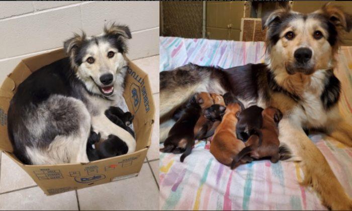 Mother Dog and 9 Puppies Found in Sealed Box in Garbage Dump