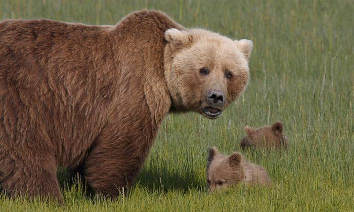 ‘That Cub Was so Small,’ Mother Bear Bites Man After His Dog Attacked Her Cub