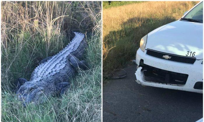 8-Foot-Long Gator Takes a Bite out of Patrol Car Before Escaping