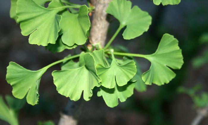 Gingko Biloba: A Plant That Lives 1,000 Years, Treats 100 Conditions