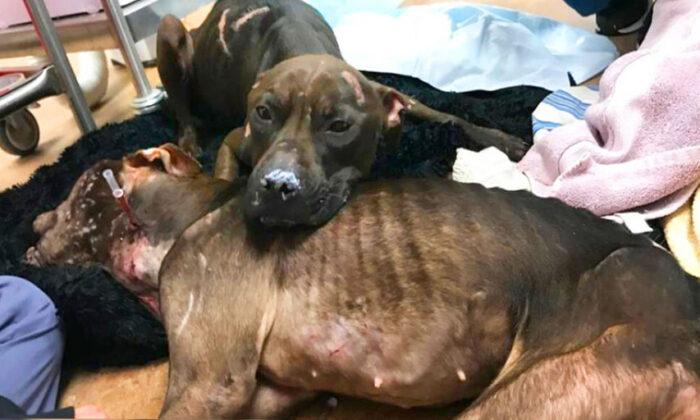 Pit Bull Abandoned in Park by Dogfighters Lies Atop Dying Mate to Keep Her Warm