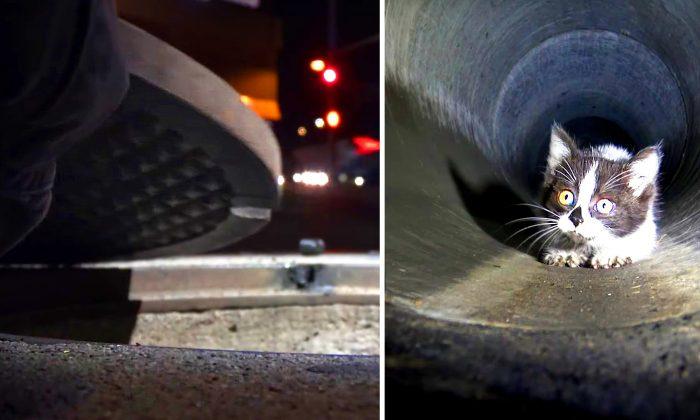 Kitten Trapped in Sewers Leads Rescuers on a Desperate Chase Under the Streets of Los Angeles