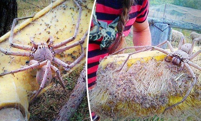 Woman Finds HUGE Huntsman Spider the Size of a Dinner Plate and Rescues It With a Broom