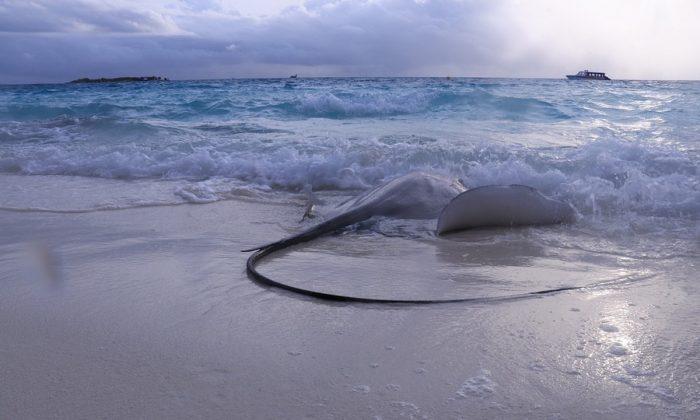 Video: Fisherman Helps Stingray Give Birth To a Pup