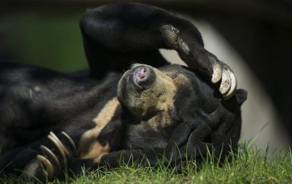 A sun bear lies in its enclosure of the Zoologischer Garten zoo in Berlin on April 17, 2014. (Johannes Eisele/AFP/Getty Images)