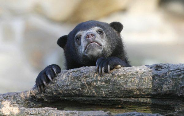 A sun bear is pictured in a Berlin zoo in a file photo. (Clemens Bilan/AFP/Getty Images)