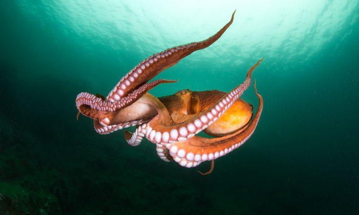The Cutest-Ever Octopus Species the Size of Human Fist Looks Just Like Pac-Man Ghost