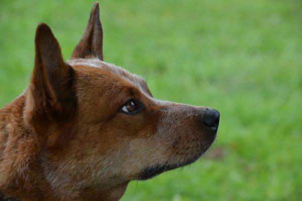 An Australian cattle dog is pictured in this file photo. (Pixabay)